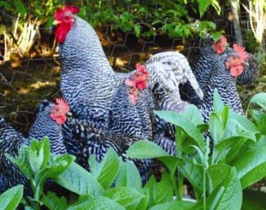 Chicken Tractors Image